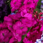 Цветы искусственные "Целозия" 2*52 см, микс - Фото 2