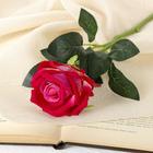 Цветы искусственные "Роза венесуэльская" 8х23 см, малиновый - фото 320137617