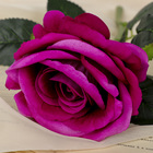 Цветы искусственные "Роза венесуэльская" 8х23 см, фиолетовый - Фото 2