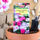 Семена комнатных цветов Барвинок "Щеголь", ц/п, 0,05 г - Фото 1