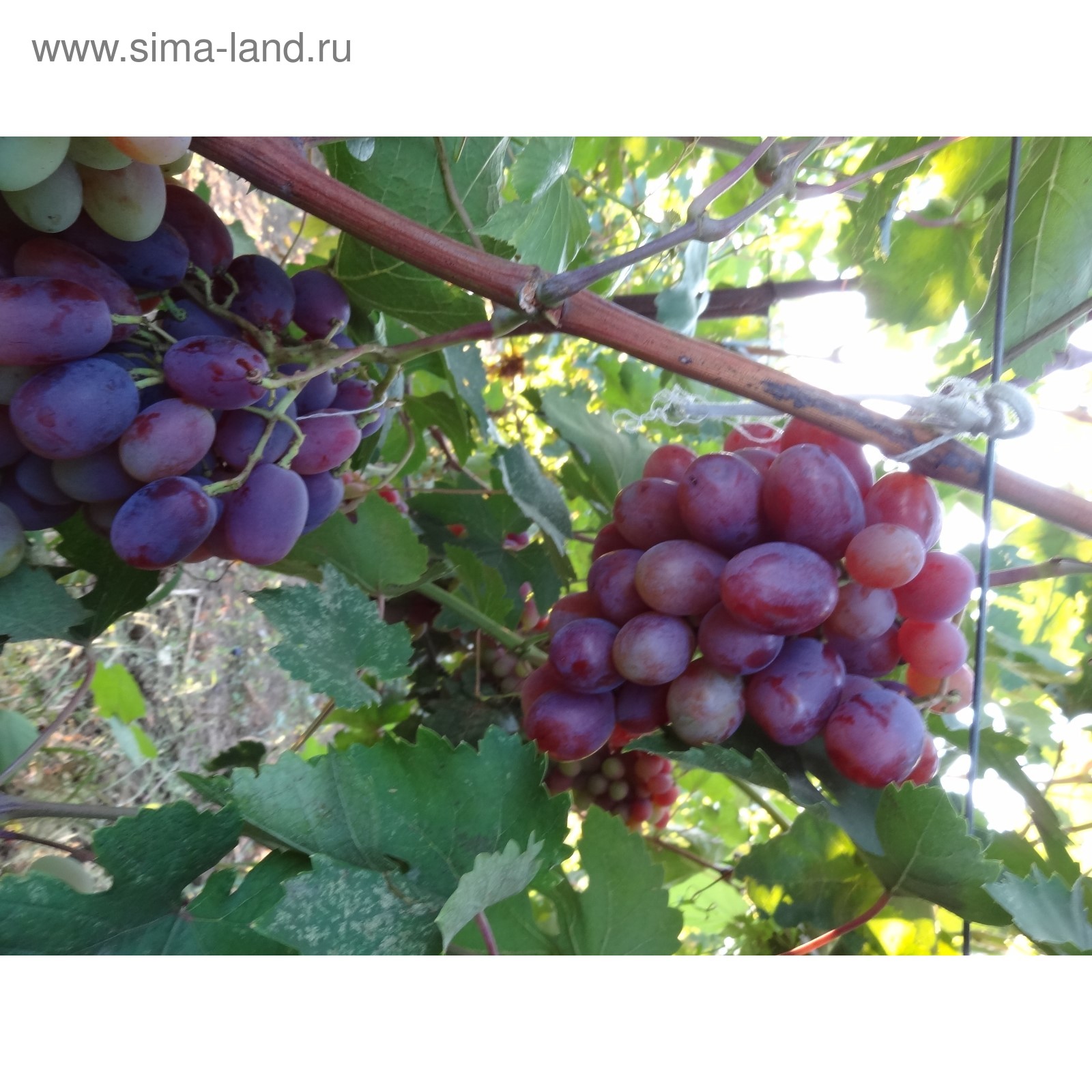 Виноград Мускат розовый купить выгодно ✵ Сады-Эдема.рф -интернет магазин растени