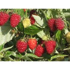 Саженец Малина (ОКС) Бригантина, 1 шт, Осень 2025 4169199 - фото 8081463