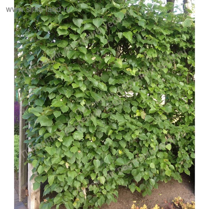 Древогубец круглолистный Диана (женский) - купить с доставкой по выгодным ценам