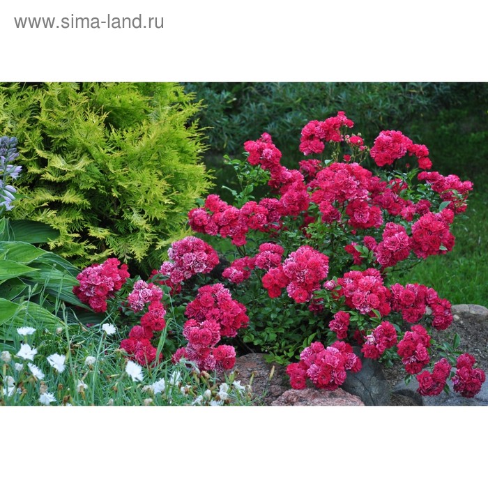 Роза фейри данс фото и описание Роза почвопокровная "Фейри Данс" Р9 (горшок квадратный 9см) 1 шт (4169172) - Куп