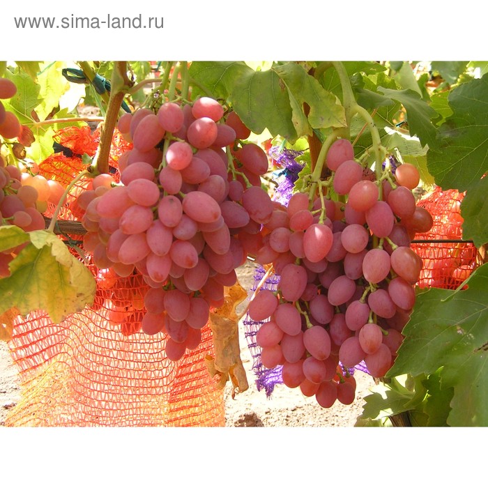 Виноград Лучистый: купить в Рязани - цена 350 за 1 шт. - Доставка Почтой