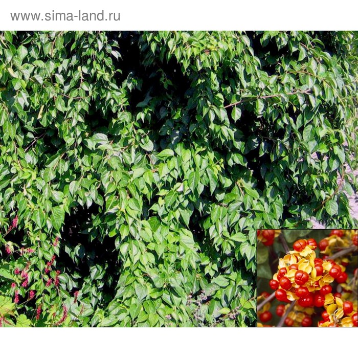 Древогубец "Геркулес" Р9 (горшок квадратный 9см) (4169155) - Купить по цене от 9