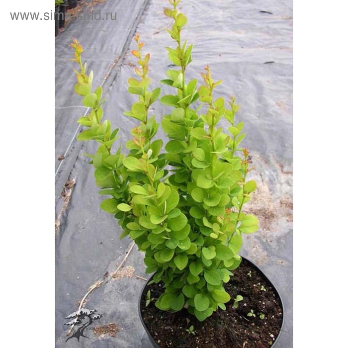 Саженец Барбарис (горшок р9) Эректа, 1 шт, Осень 2025 - Фото 1