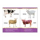 Книги картонные набор «Для малышей» №3, 4 шт., 10 стр. - Фото 3