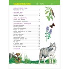 Энциклопедия для детского сада «В лесу» - фото 3829092