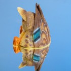 Садовая фигура плавающая "Утка ныряющая" 16*16*20 см - Фото 1