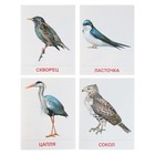 Набор плакатов "Перелетные птицы" - Фото 3