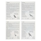 Набор плакатов "Перелетные птицы" - Фото 4