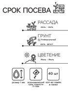 Семена цветов Анютины глазки "Флорист", Дв, 40 шт. - Фото 2