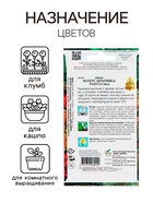 Семена комнатных цветов Колеус «Блюма Радуга», 130 шт., «Дом семян» - Фото 3