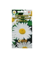 Семена цветов Нивяник "Аляска", крупноцветковый, Мн, 0,2 г 4179368 - фото 13917463