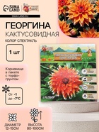 Георгина Кактусовидная «Колор Спектакль», клубнелуковица в упаковке, р-р I, 1 шт. - Фото 1