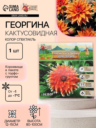 Георгина Кактусовидная «Колор Спектакль», клубнелуковица в упаковке, р-р I, 1 шт.