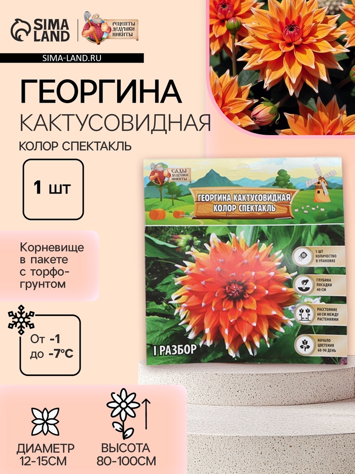 Георгина Кактусовидная «Колор Спектакль», клубнелуковица в упаковке, р-р I, 1 шт. - Фото 1