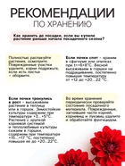 Георгина Кактусовидная «Колор Спектакль», клубнелуковица в упаковке, р-р I, 1 шт. - Фото 4