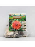 Георгина Кактусовидная «Колор Спектакль», клубнелуковица в упаковке, р-р I, 1 шт. - Фото 5