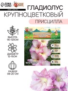 Гладиолус Крупноцветковый "Присцилла", р-р 8/10, 3 шт, - Фото 1