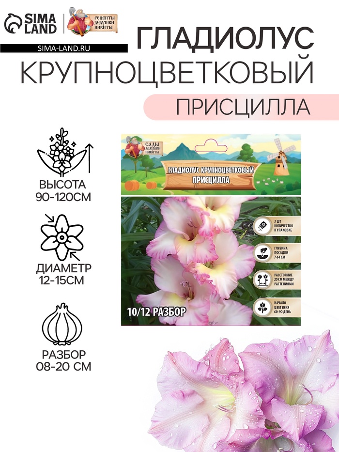 Гладиолус Крупноцветковый "Присцилла", р-р 8/10, 3 шт, - Фото 1