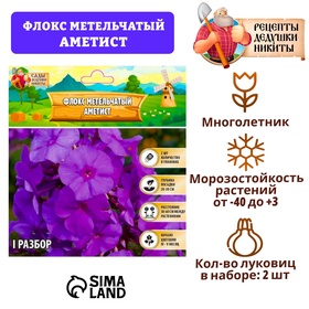 Флокс метельчатый 