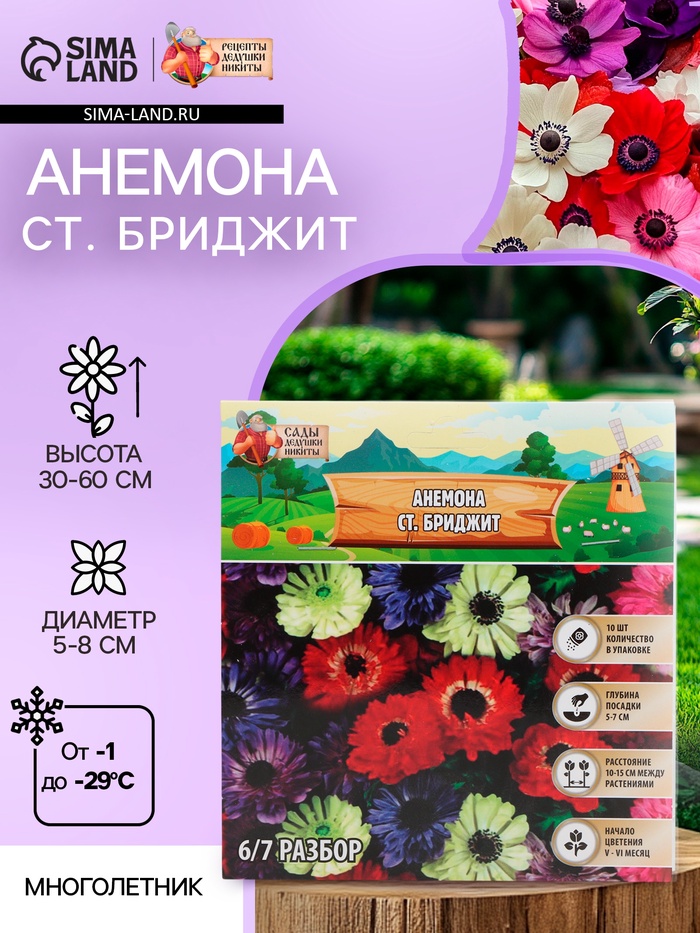 Анемона «Ст. Бриджит», многолетник, луковица, р-р 5/6, 10 шт. - Фото 1