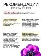 Анемона "Ст. Бриджит", многолетник, луковица, р-р 5/6, 10 шт. 4176351 - фото 4292546