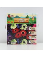 Анемона «Ст. Бриджит», многолетник, луковица, р-р 5/6, 10 шт. - Фото 5