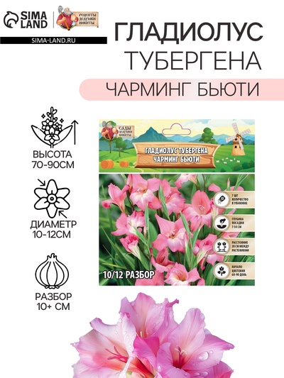 Гладиолус Тубергена «Чарминг Бьюти», луковица в пакете с перфорацией, р-р 10+, 7 шт.