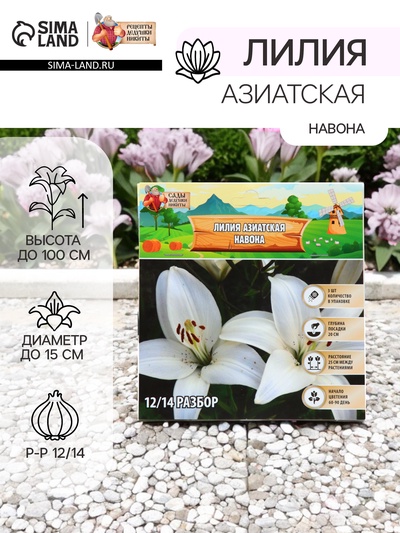 Лилия Азиатская «Навона», луковица в пакете с перфорацией, р-р 12/14, 3 шт.