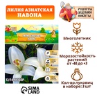 Лилия Азиатская "Навона", р-р 12/14, 3 шт, Весна 2025 4176373 - фото 317486758