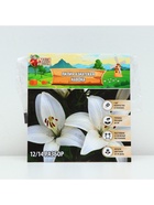 Лилия Азиатская «Навона», луковица в пакете с перфорацией, р-р 12/14, 3 шт. - Фото 6