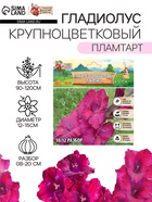 Гладиолус Крупноцветковый "Пламтарт", р-р 8/10, 3 шт, - Фото 1