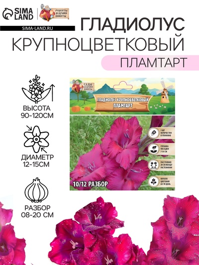 Гладиолус Крупноцветковый "Пламтарт", р-р 8/10, 3 шт,
