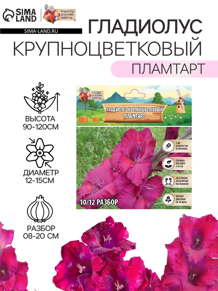Гладиолус Крупноцветковый "Пламтарт", р-р 8/10, 3 шт, - Фото 1