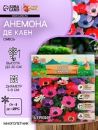 Анемона «Де Каен смесь», многолетник, луковица, р-р 6/7, 10 шт. - Фото 1