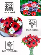 Анемона «Де Каен смесь», многолетник, луковица, р-р 6/7, 10 шт. - Фото 2