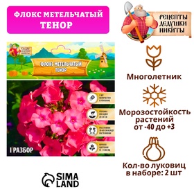 Флокс метельчатый 