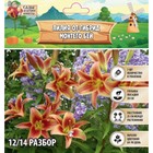 Лилия ОТ-гибрид "Монтего Бей", р-р 12/14, 3 шт, - Фото 1