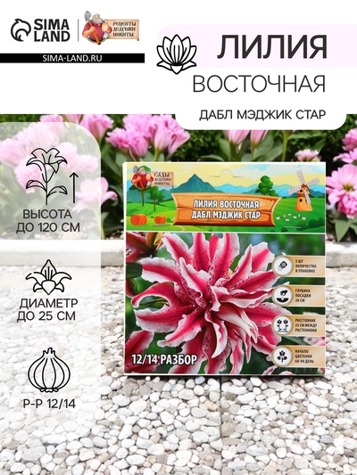 Лилия Восточная «Дабл Мэджик Стар», луковица в пакете с перфорацией, р-р 12/14, 3 шт.