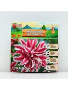 Лилия Восточная «Дабл Мэджик Стар», луковица в пакете с перфорацией, р-р 12/14, 3 шт. - Фото 5