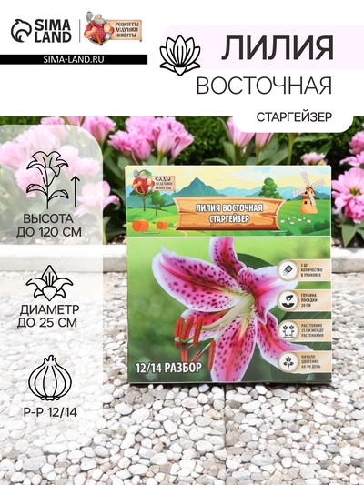 Лилия Восточная «Старгейзер», луковица в пакете с перфорацией, р-р 12/14, 3 шт.