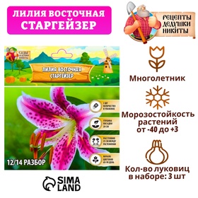 Лилия Восточная 