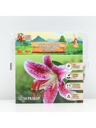 Лилия Восточная «Старгейзер», луковица в пакете с перфорацией, р-р 12/14, 3 шт. - Фото 5