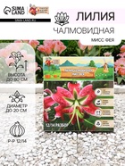 Лилия Чалмовидная «Мисс Фея», луковица в пакете с перфорацией, р-р 12/14, 3 шт. - Фото 1