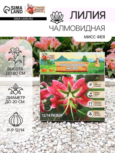 Лилия Чалмовидная «Мисс Фея», луковица в пакете с перфорацией, р-р 12/14, 3 шт.