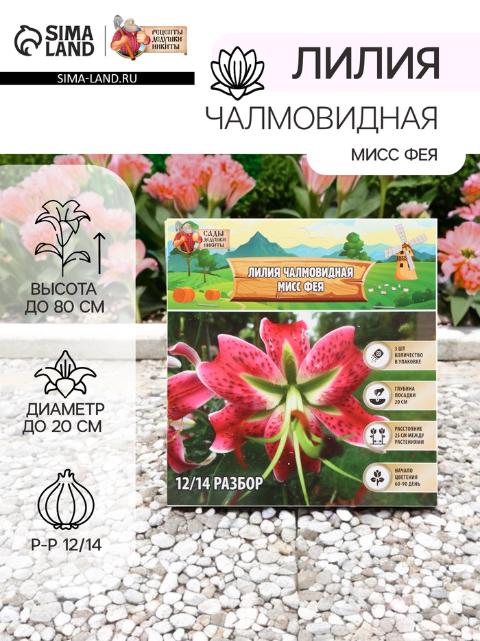 Лилия Чалмовидная «Мисс Фея», луковица в пакете с перфорацией, р-р 12/14, 3 шт. - Фото 1