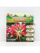 Лилия Чалмовидная «Мисс Фея», луковица в пакете с перфорацией, р-р 12/14, 3 шт. - Фото 6